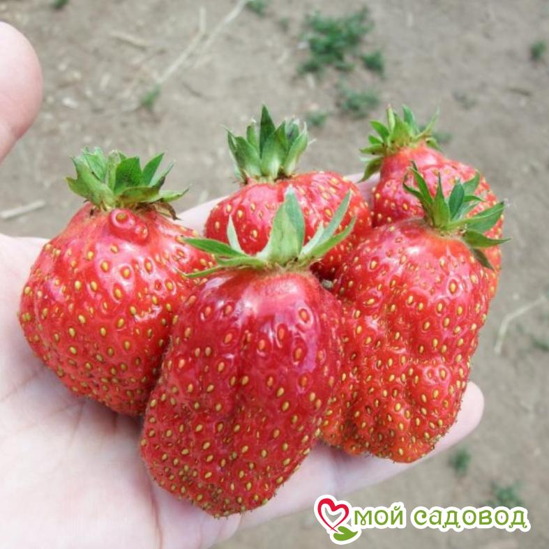 Клубника Купчиха