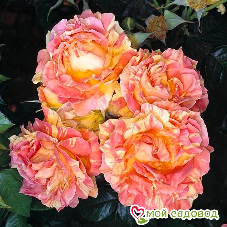 Роза Поль Сезан