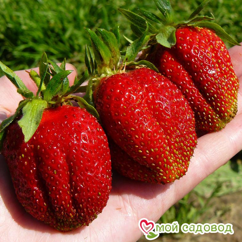 Клубника Фестивальная (крупноплодная) ЗКС С1