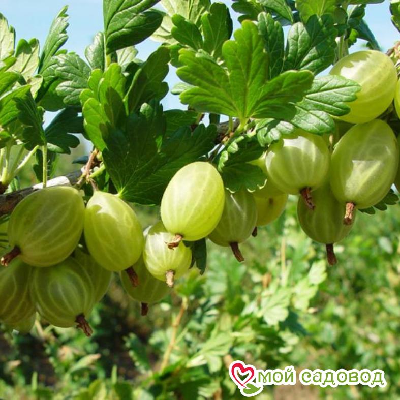 Крыжовник Уральский изумруд