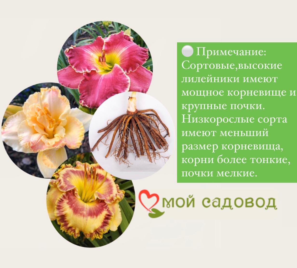 ЛИЛЕЙНИК ГИБРИДНЫЙ ПАПРИКА ФЛЕЙМ