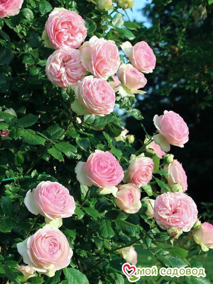 Роза плетистая Пьер де Ронсар