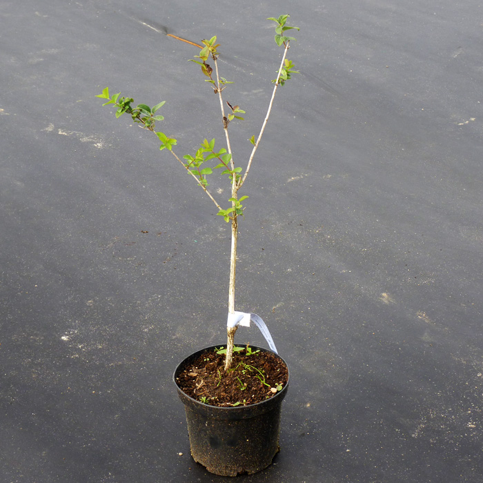 ЖИМОЛОСТЬ СИБИРЯЧКА