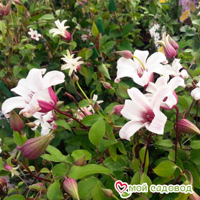 Клематис ПРИНЦЕССА КЕЙТ