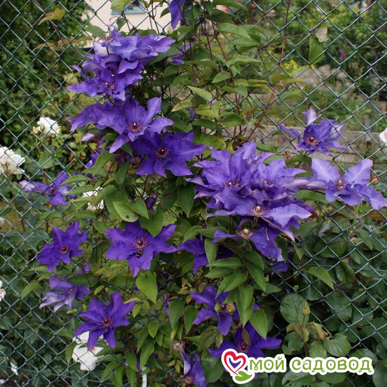 Клематис ЗЕ ПРЕЗИДЕНТ