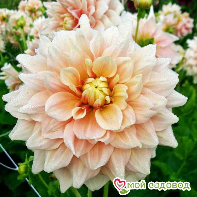 Георгина Брейк Аут