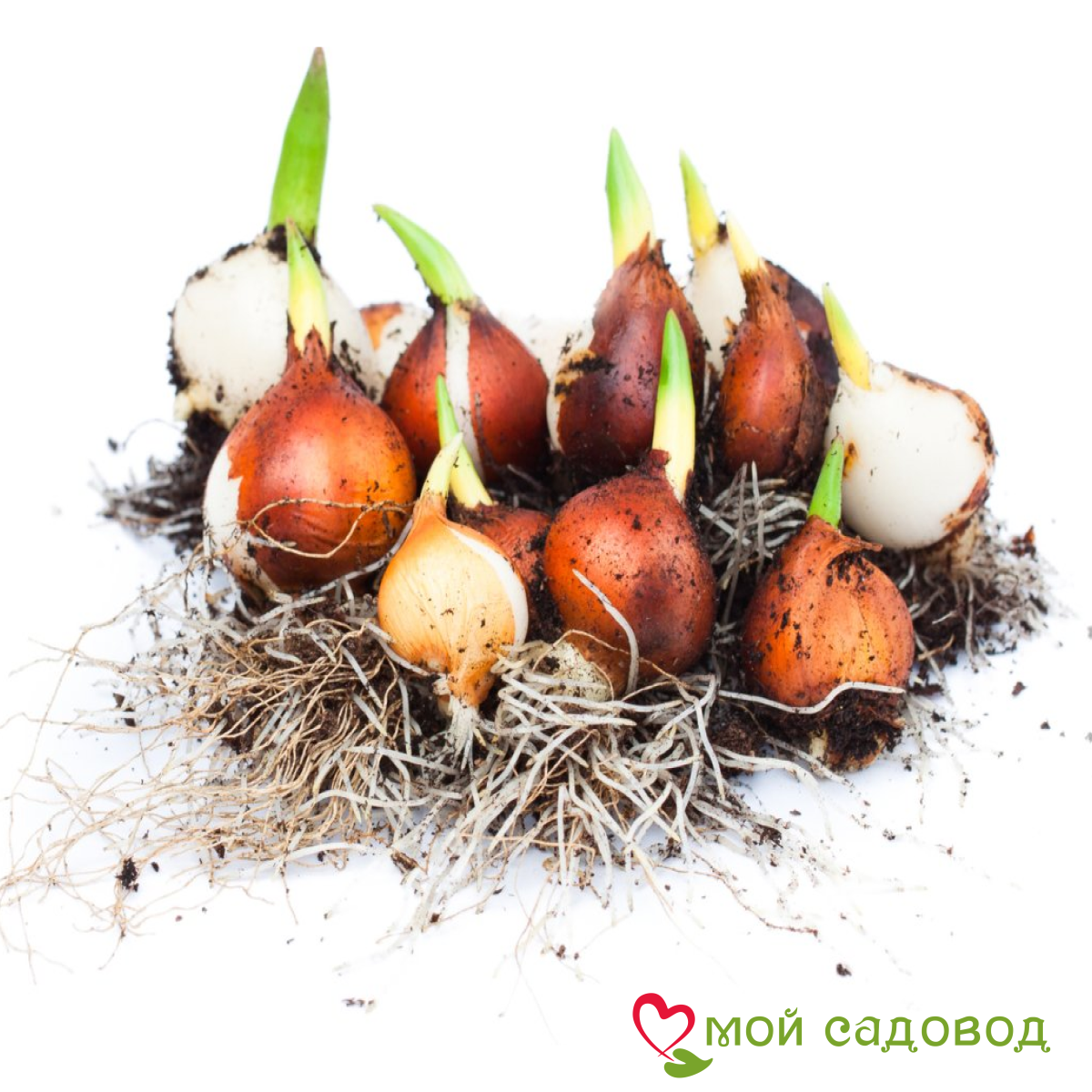 Тюльпан махровый Рейдинс Дарк